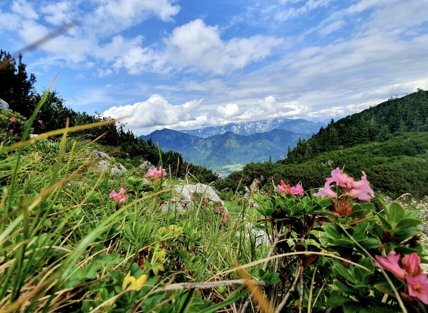 Berg_Blumen_